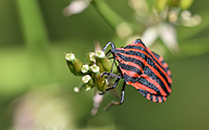 Italian striped bug (Graphosoma italicum)